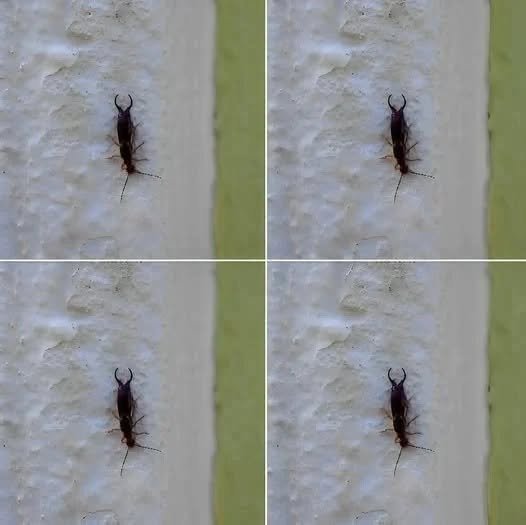 Warning! If You Find This Tiny Insect in Your Kitchen, You May Need to Check Your Pantry Immediately (And How to Handle It With Calm, Practical Care) 741670547_2249672335845191_4753719435328756785_n